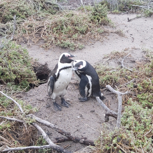 Des manchots du Cap